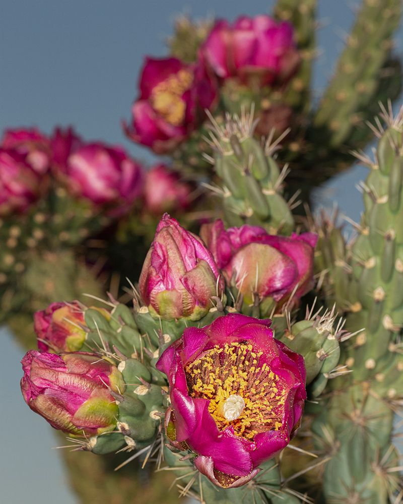 Tree cholla in bloom-high desert of Edgewood-New Mexico art print by Maresa Pryor-Luzier for $57.95 CAD