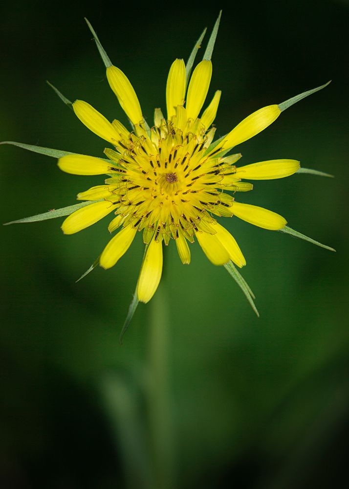 Yellow Salsify-Tragopogon dubius-Capulin Sprints Trail-Sandia Mountains-New Mexico art print by Maresa Pryor-Luzier for $57.95 CAD