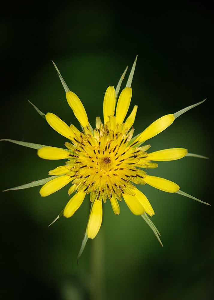 Yellow Salsify-Tragopogon dubius-Capulin Sprints Trail-Sandia Mountains-New Mexico art print by Maresa Pryor-Luzier for $57.95 CAD
