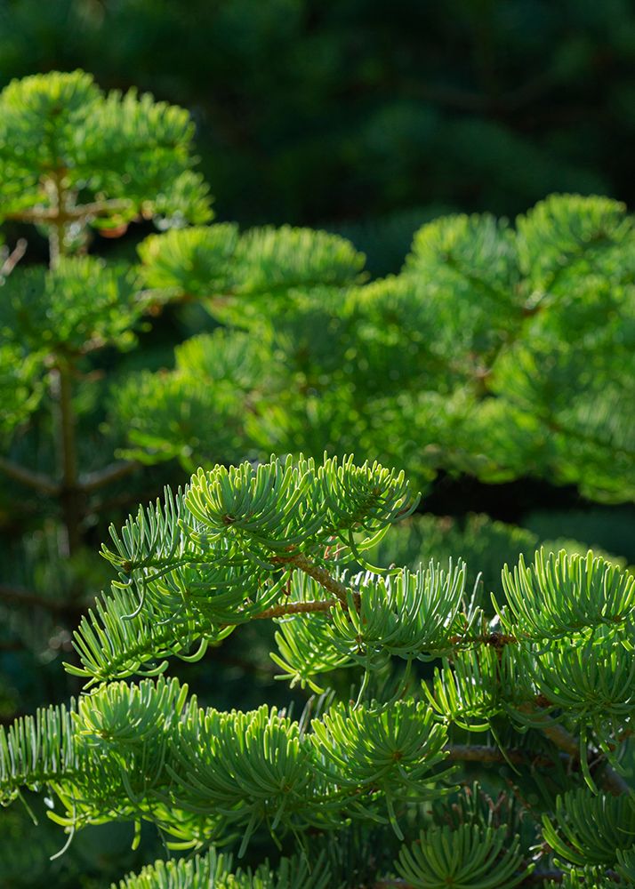 White fir needles-Abies concolor-Capulin Springs Trail-Sandia Mountains-New Mexico art print by Maresa Pryor-Luzier for $57.95 CAD