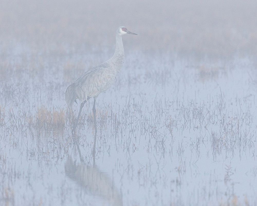 Sandhill crane-foggy morning-Bosque del Apache National Wildlife Refuge-New Mexico art print by Maresa Pryor-Luzier for $57.95 CAD