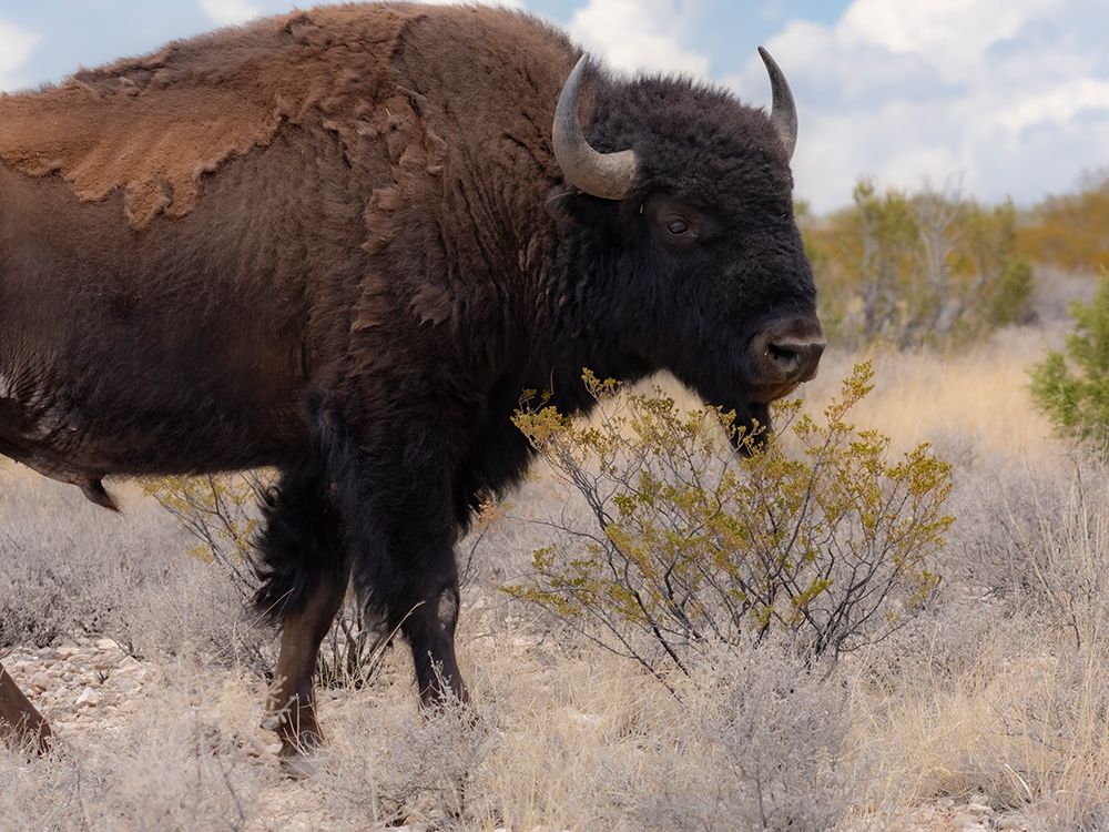 Buffalo bull on Ladder Ranch raised for beef, Ted Turner properties in New Mexico art print by Maresa Pryor-Luzier for $57.95 CAD