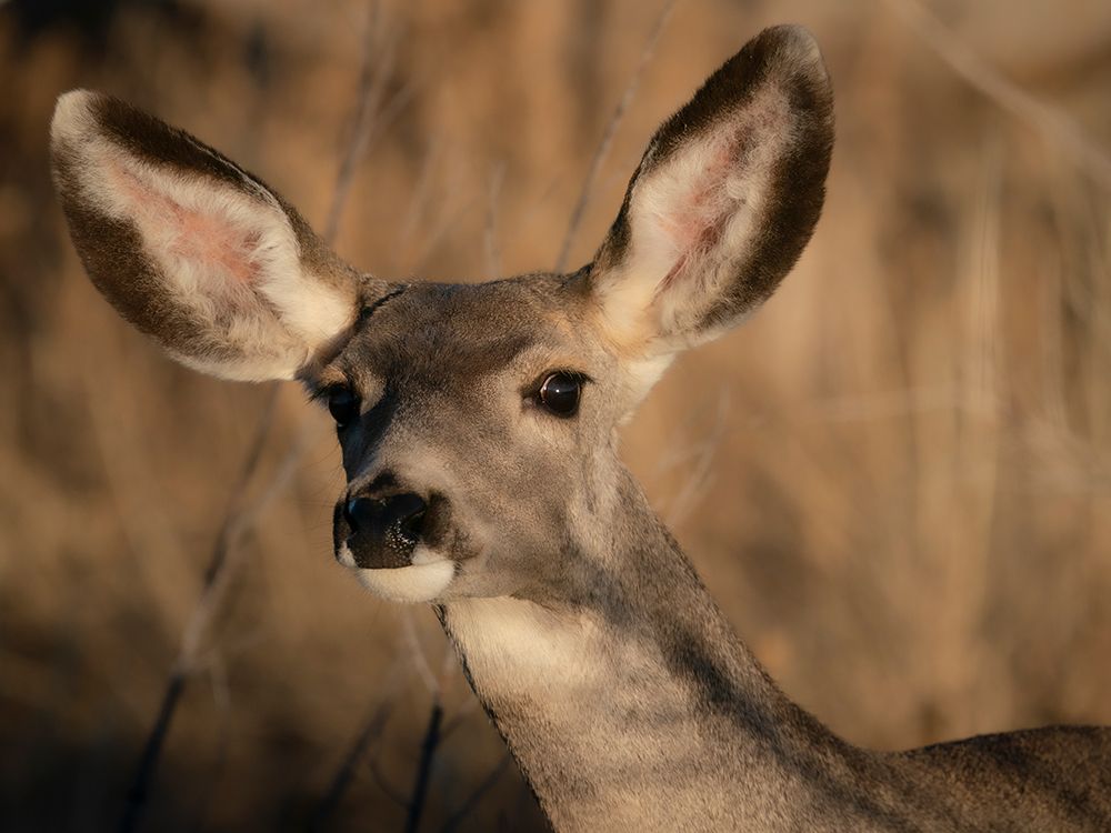 Curious mule deer doe, Bosque del Apache National Wildlife Refuge, New Mexico art print by Maresa Pryor-Luzier for $57.95 CAD