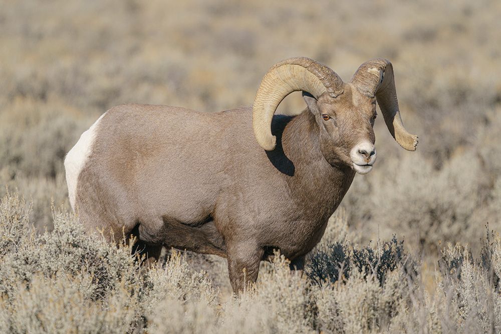 Rocky Mountain bighorn ram in rut. Rio Grande Gorge, New Mexico, USA. art print by Maresa Pryor-Luzier for $57.95 CAD