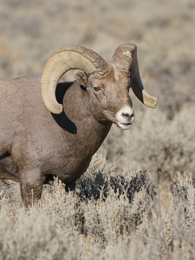 Rocky Mountain bighorn ram in rut. Rio Grande Gorge, New Mexico, USA. art print by Maresa Pryor-Luzier for $57.95 CAD