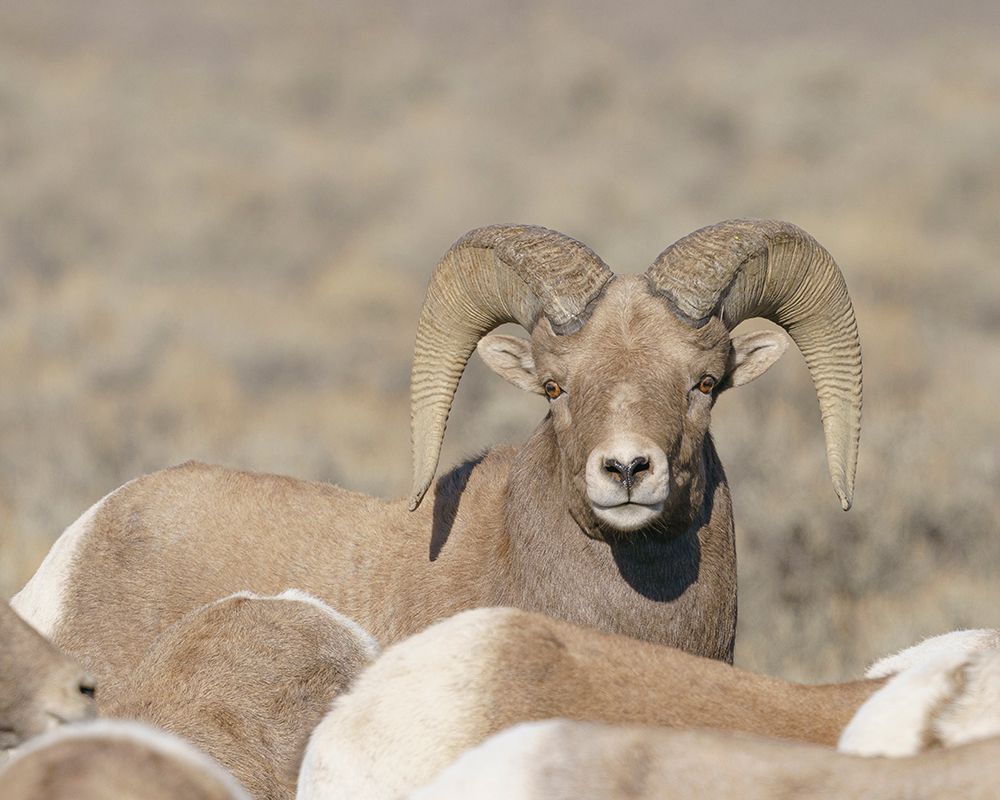 Rocky Mountain bighorn ram with ewes. Rio Grande Norte, New Mexico. art print by Maresa Pryor-Luzier for $57.95 CAD