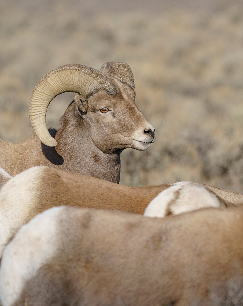 Rocky Mountain bighorn ram with ewes. Rio Grande Norte, New Mexico. art print by Maresa Pryor-Luzier for $57.95 CAD