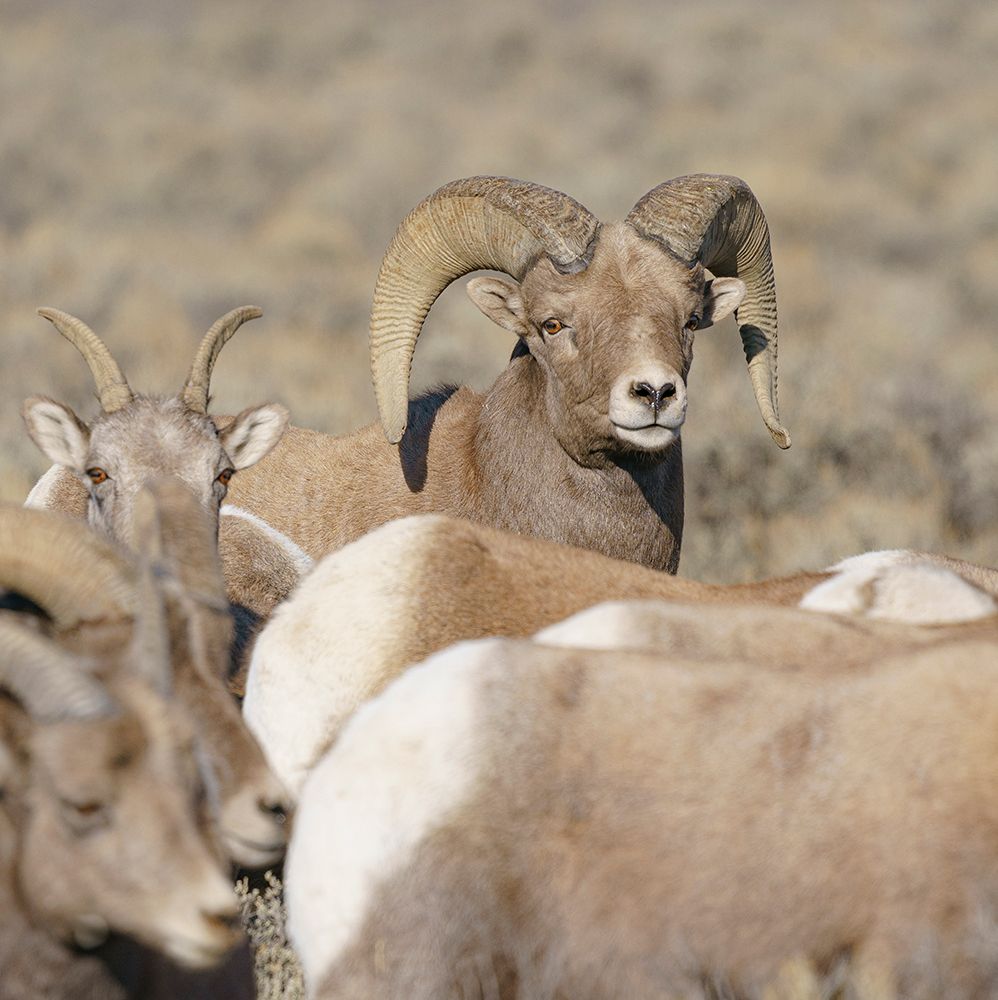Rocky Mountain bighorn ram with ewes. Rio Grande Norte, New Mexico. art print by Maresa Pryor-Luzier for $57.95 CAD