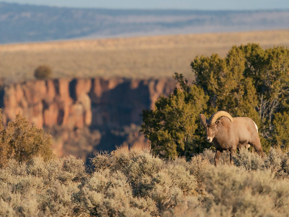 Bighorn sheep along Rio Grande Gorge, New Mexico. art print by Maresa Pryor-Luzier for $57.95 CAD