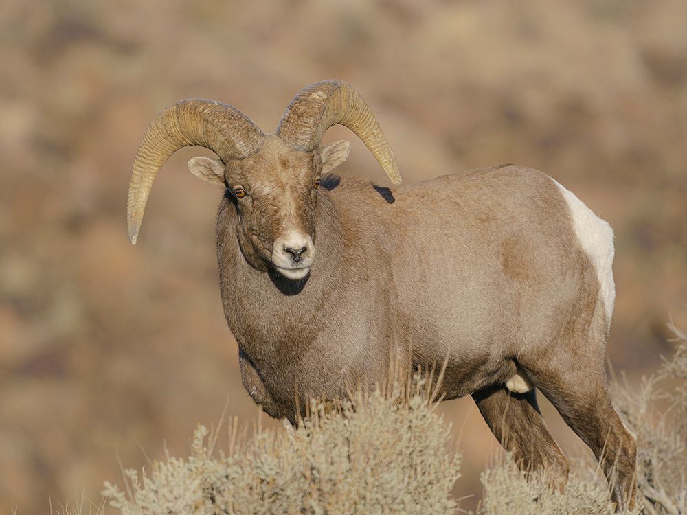 Young Rocky Mountain bighorn ram during the rut along the Rio Grande River Canyon, New Mexico art print by Maresa Pryor-Luzier for $57.95 CAD