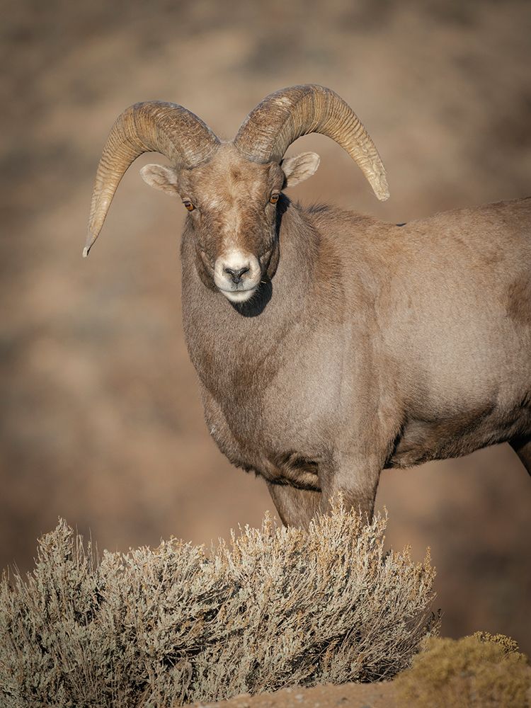 Young Rocky Mountain bighorn ram during the rut along the Rio Grande River Canyon, New Mexico art print by Maresa Pryor-Luzier for $57.95 CAD