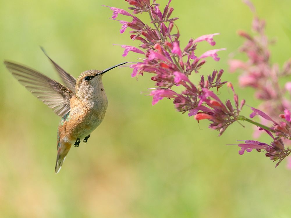 Juvenile male Calliope hummingbird feeding on agastache flowers, New Mexico. art print by Maresa Pryor-Luzier for $57.95 CAD