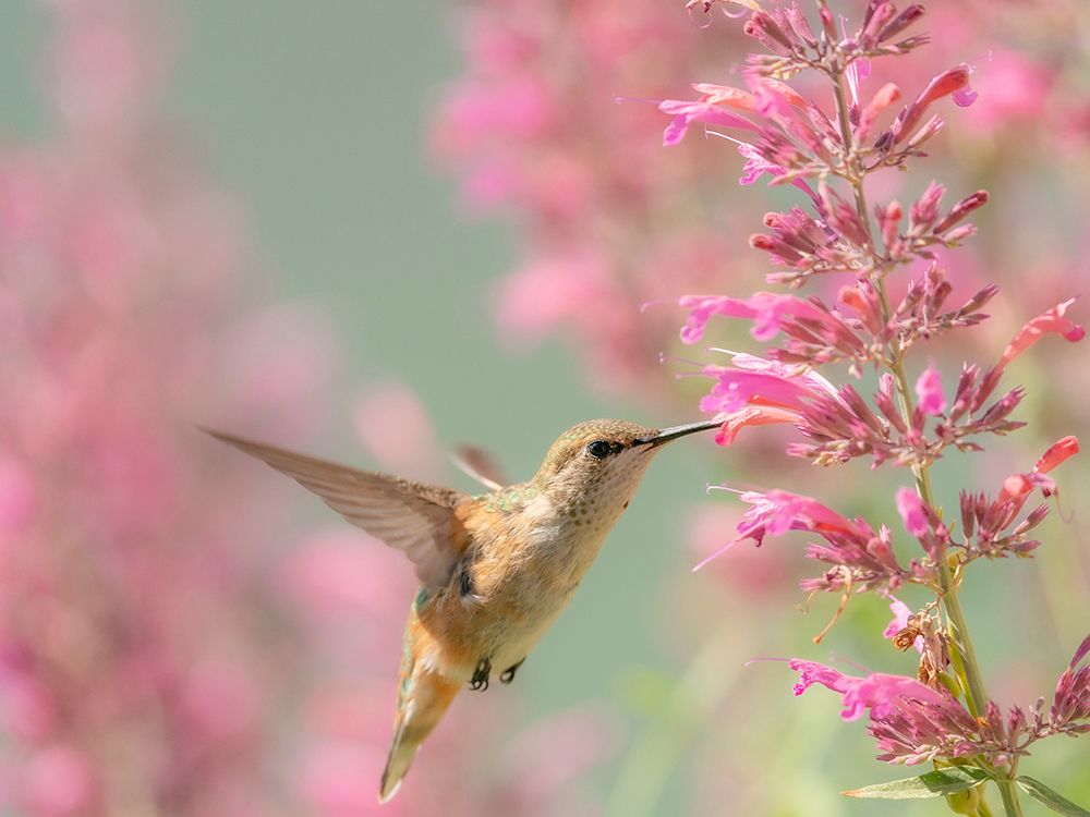 Juvenile male Calliope hummingbird feeding on agastache flowers, New Mexico. art print by Maresa Pryor-Luzier for $57.95 CAD