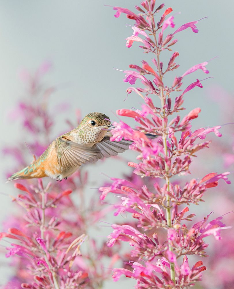 Calliope hummingbird feeding on agastache flowers, New Mexico. art print by Maresa Pryor-Luzier for $57.95 CAD
