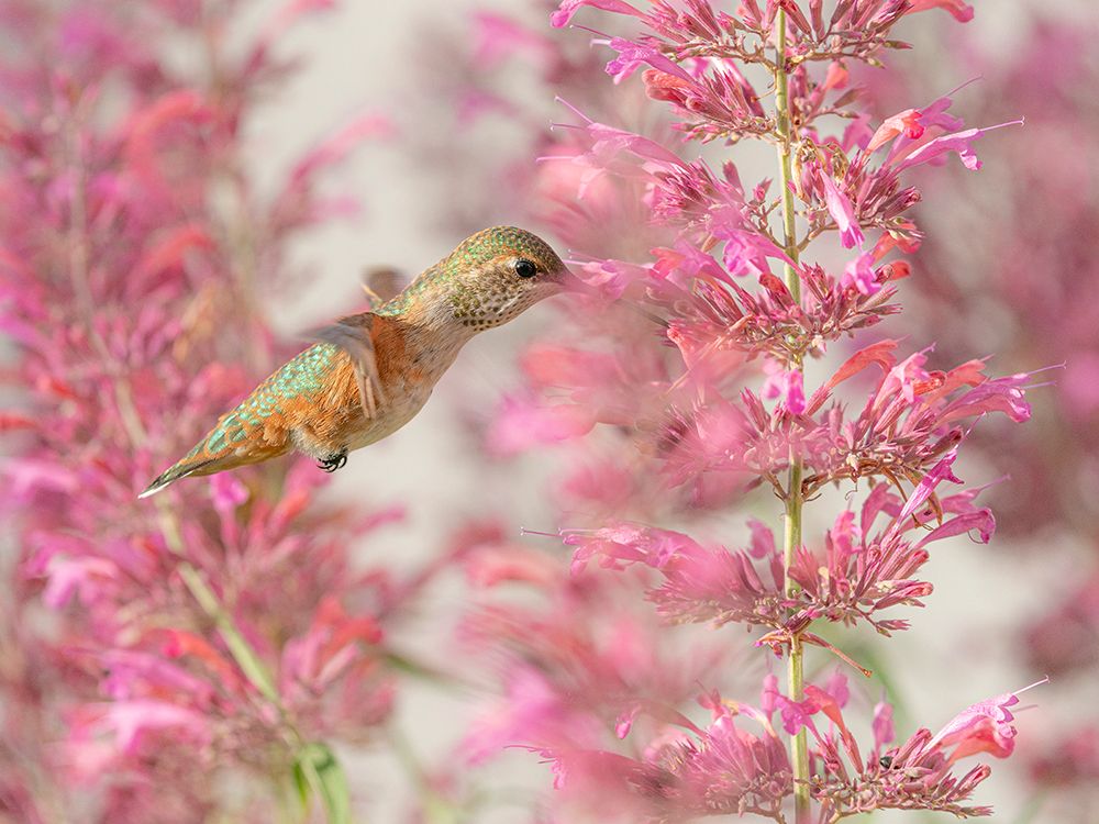 Calliope hummingbird feeding on agastache flowers, New Mexico. art print by Maresa Pryor-Luzier for $57.95 CAD