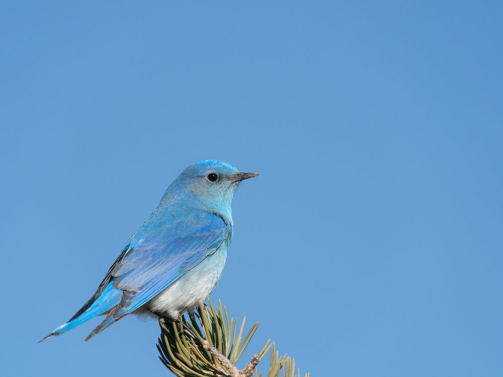 Male mountain bluebird on watch duty, East Mountains, New Mexico art print by Maresa Pryor-Luzier for $57.95 CAD