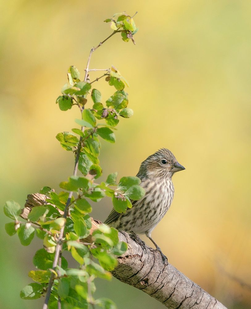 Female Cassins finch, Fall season, Sandia Mountains, Cibola National Forest, New Mexico, USA art print by Maresa Pryor-Luzier for $57.95 CAD