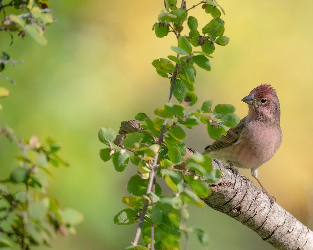 Male Cassins finch, fall, Capulin Springs trail, Cibola National Forest, New Mexico art print by Maresa Pryor-Luzier for $57.95 CAD