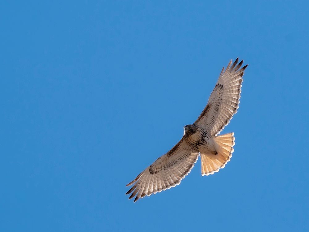 Red-tailed hawk, Bernardo Wildlife Area, New Mexico art print by Maresa Pryor-Luzier for $57.95 CAD