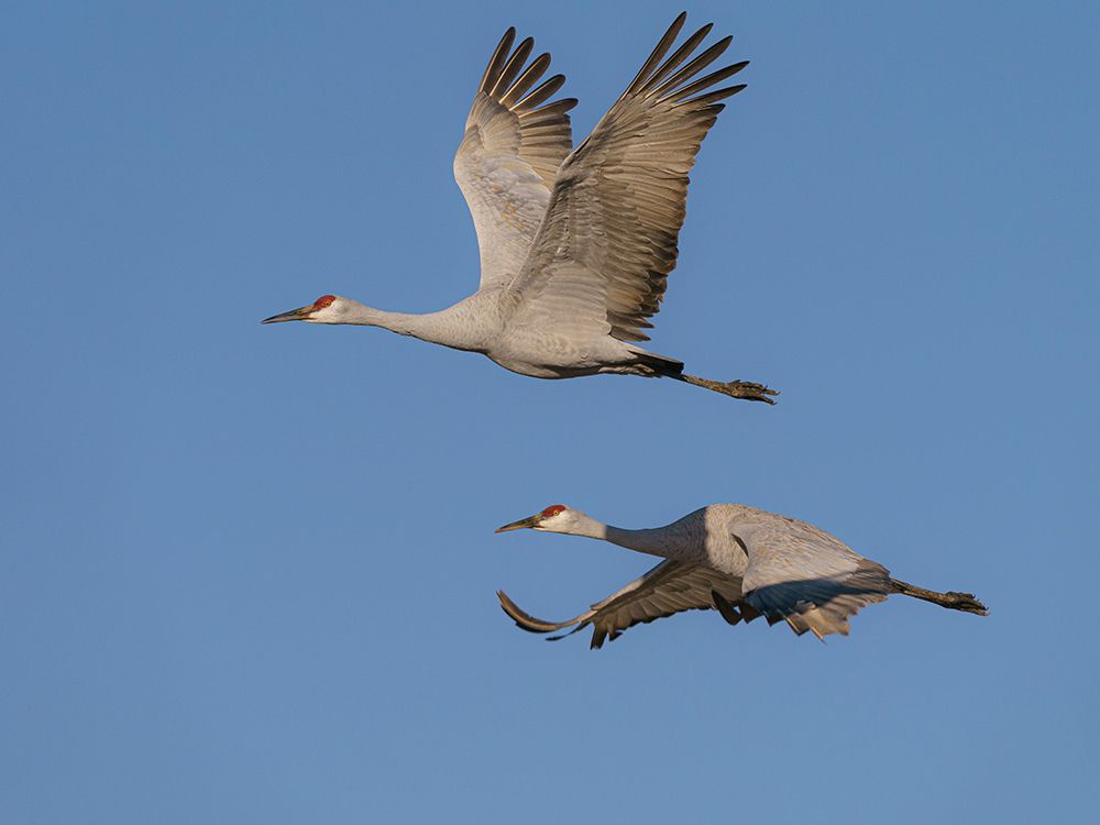 Sandhill Cranes in flight, Bosque del Apache National Wildlife Refuge, New Mexico art print by Maresa Pryor-Luzier for $57.95 CAD