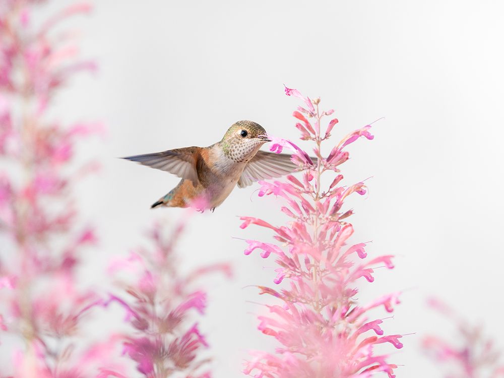 Female rufous hummingbird in flight, east mountain backyard, New Mexico art print by Maresa Pryor-Luzier for $57.95 CAD