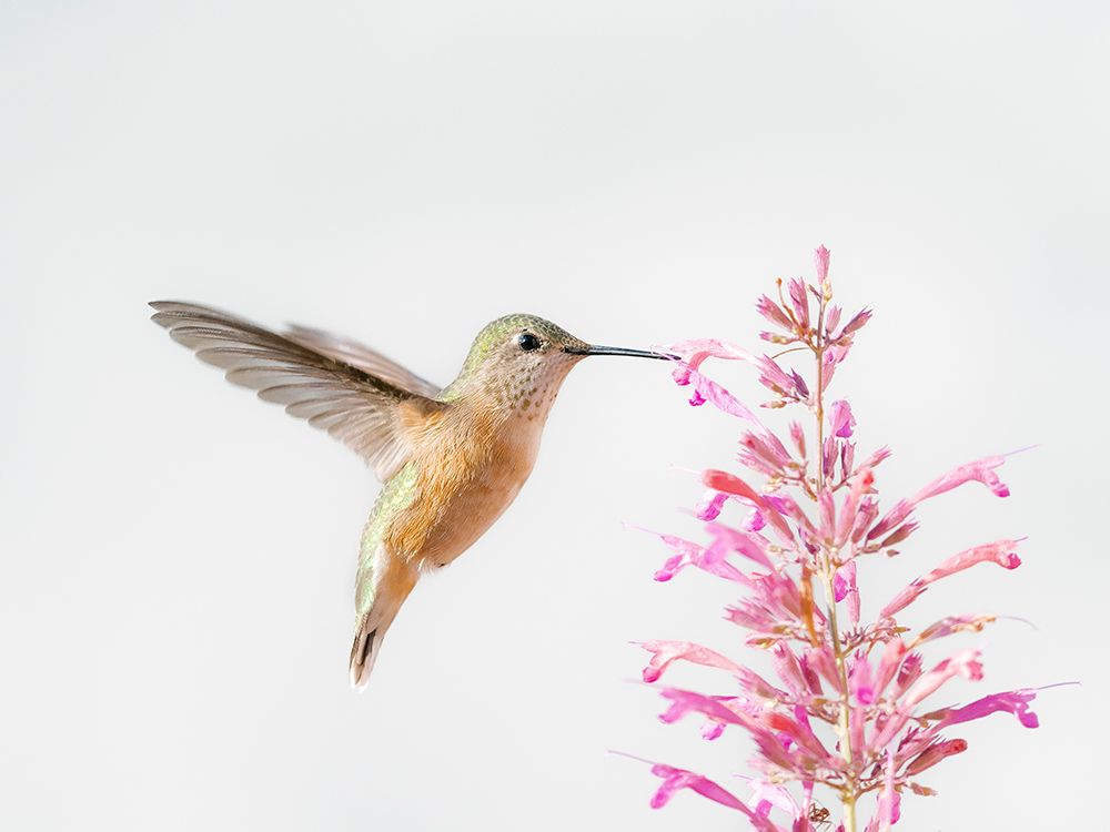 Female calliope hummingbird in flight, east mountain backyard, New Mexico art print by Maresa Pryor-Luzier for $57.95 CAD