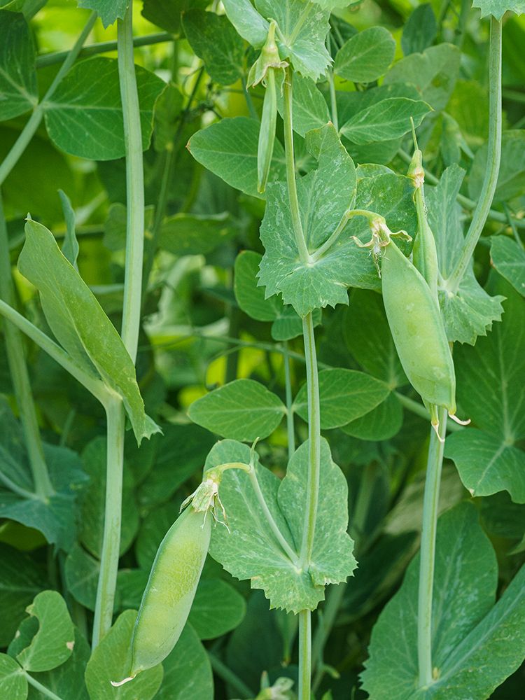 Wando pea pods in the summer garden. art print by Maresa Pryor-Luzier for $57.95 CAD