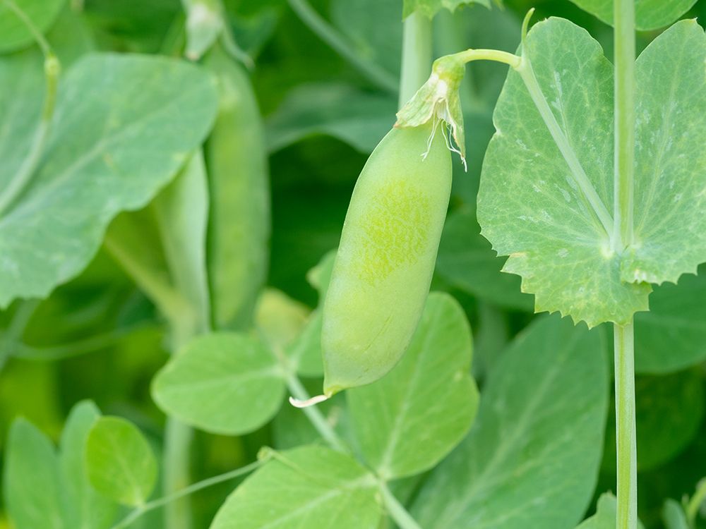 Wando pea pods in the summer garden. art print by Maresa Pryor-Luzier for $57.95 CAD