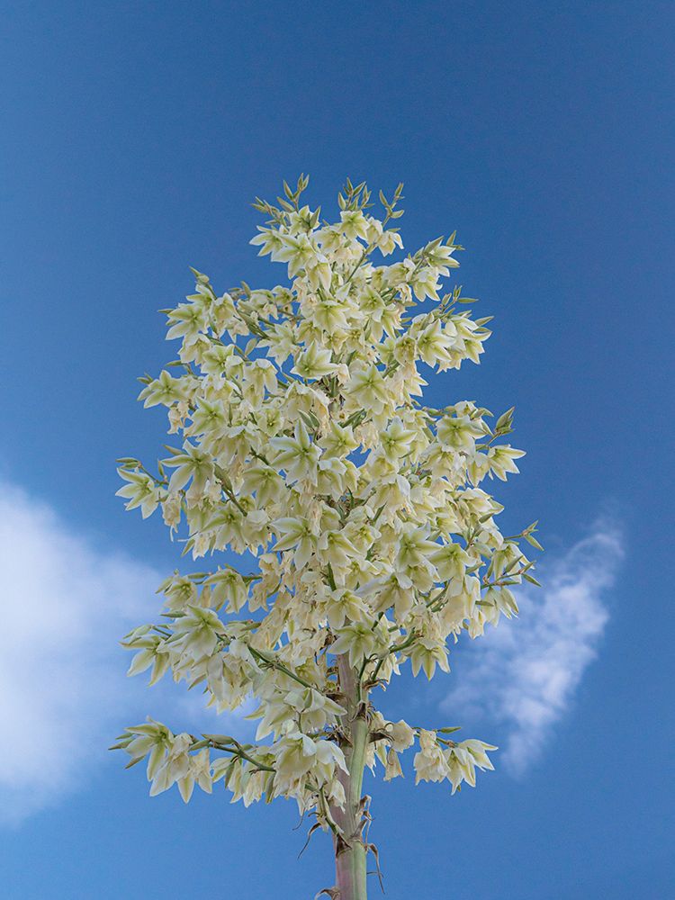 Soaptree yucca in flower, yucca elata, New Mexico art print by Maresa Pryor-Luzier for $57.95 CAD