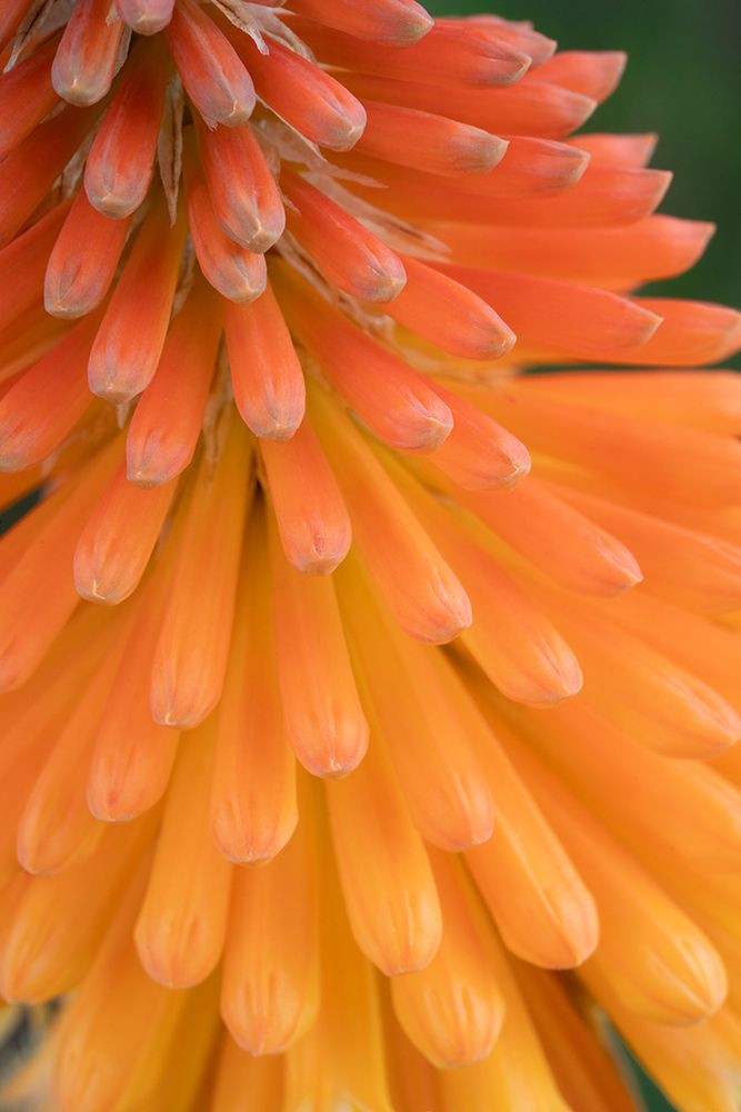 Closeup of the red hot poker tubular flowers, New Mexico art print by Maresa Pryor-Luzier for $57.95 CAD