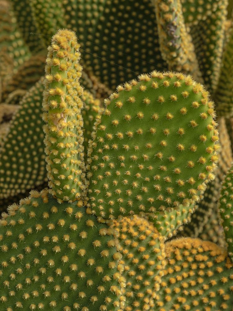 Golden Spined Bunny Ears Cactus, Chiricahua National Monument, New Mexico art print by Maresa Pryor-Luzier for $57.95 CAD