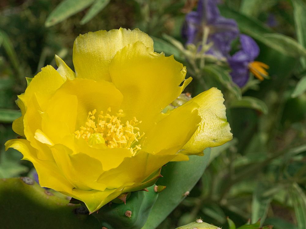 Prickly pear cactus in bloom, Boothill, New Mexico art print by Maresa Pryor-Luzier for $57.95 CAD