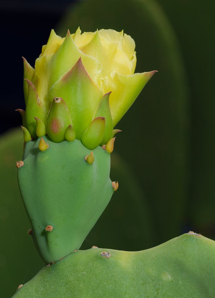Prickly pear cactus bud, Boothill, New Mexico art print by Maresa Pryor-Luzier for $57.95 CAD
