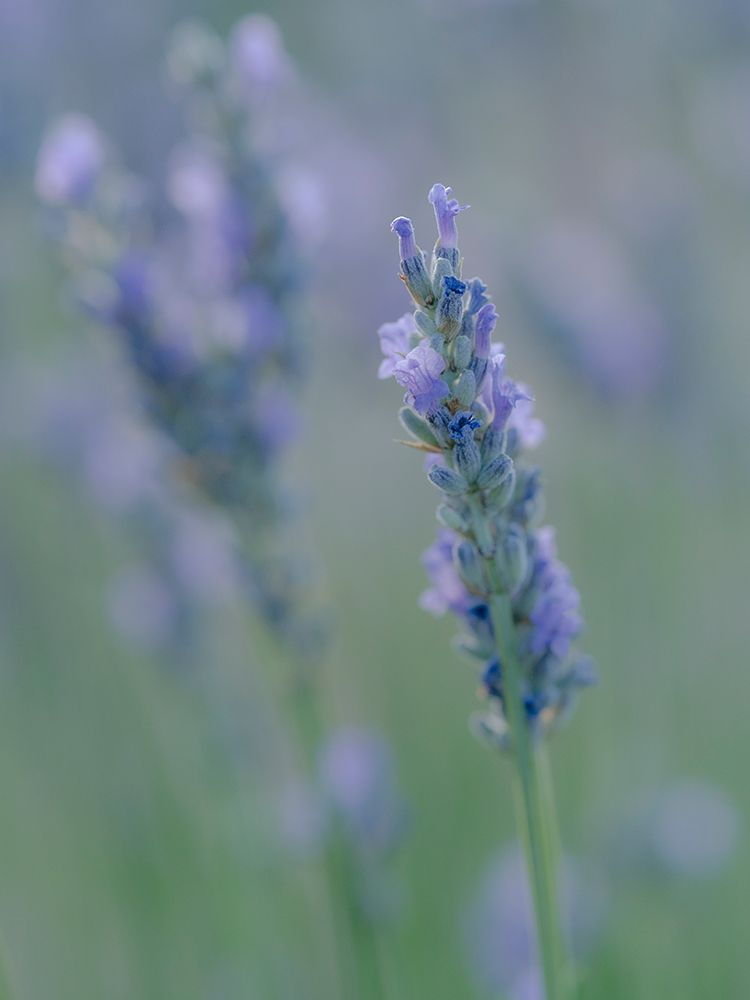 English lavender, Garden, New Mexico art print by Maresa Pryor-Luzier for $57.95 CAD