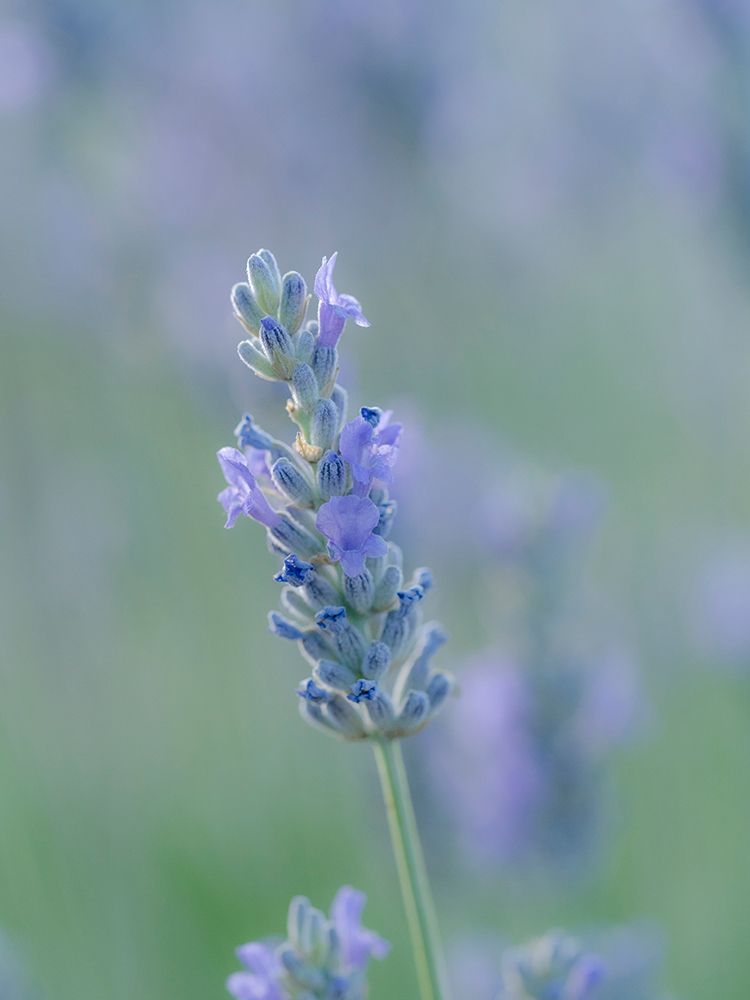 English lavender, Garden, New Mexico art print by Maresa Pryor-Luzier for $57.95 CAD