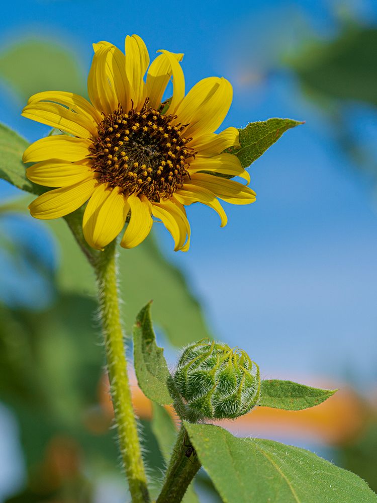 Common sunflower are found in the state of New Mexico. art print by Maresa Pryor-Luzier for $57.95 CAD