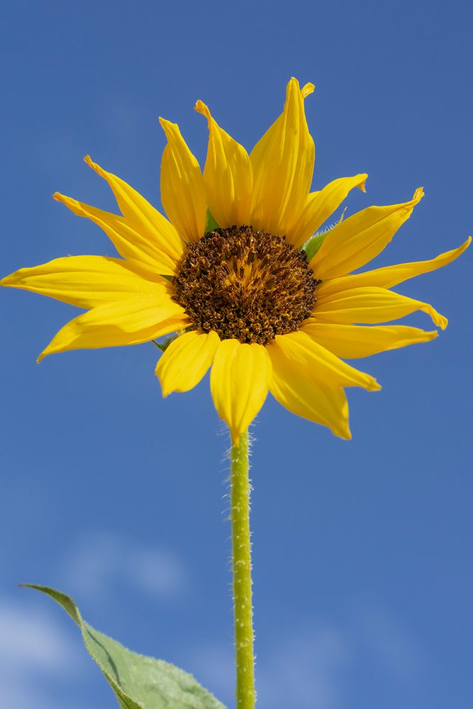 Common sunflower are found in the state of New Mexico. art print by Maresa Pryor-Luzier for $57.95 CAD