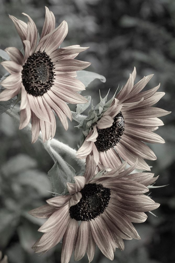 Sunflower varieties, New Mexico art print by Maresa Pryor-Luzier for $57.95 CAD