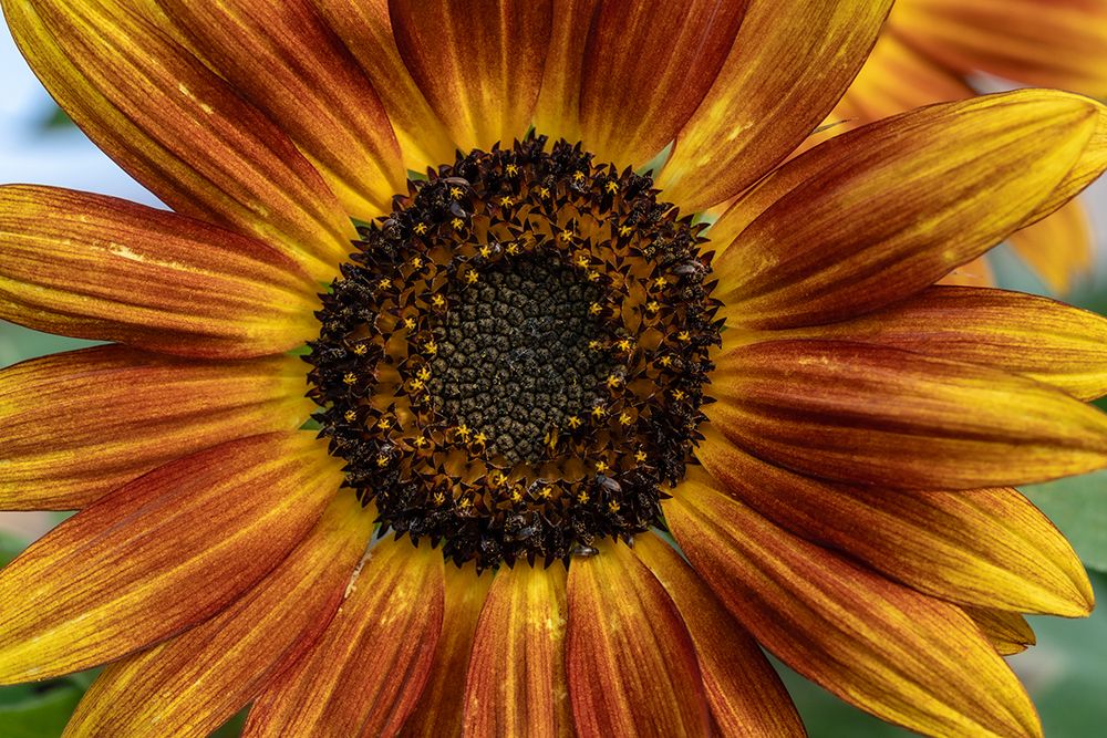 Sunflower varieties, New Mexico art print by Maresa Pryor-Luzier for $57.95 CAD