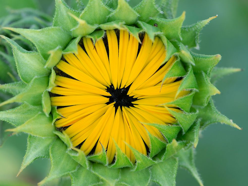 Common sunflower, summer garden, New Mexico art print by Maresa Pryor-Luzier for $57.95 CAD