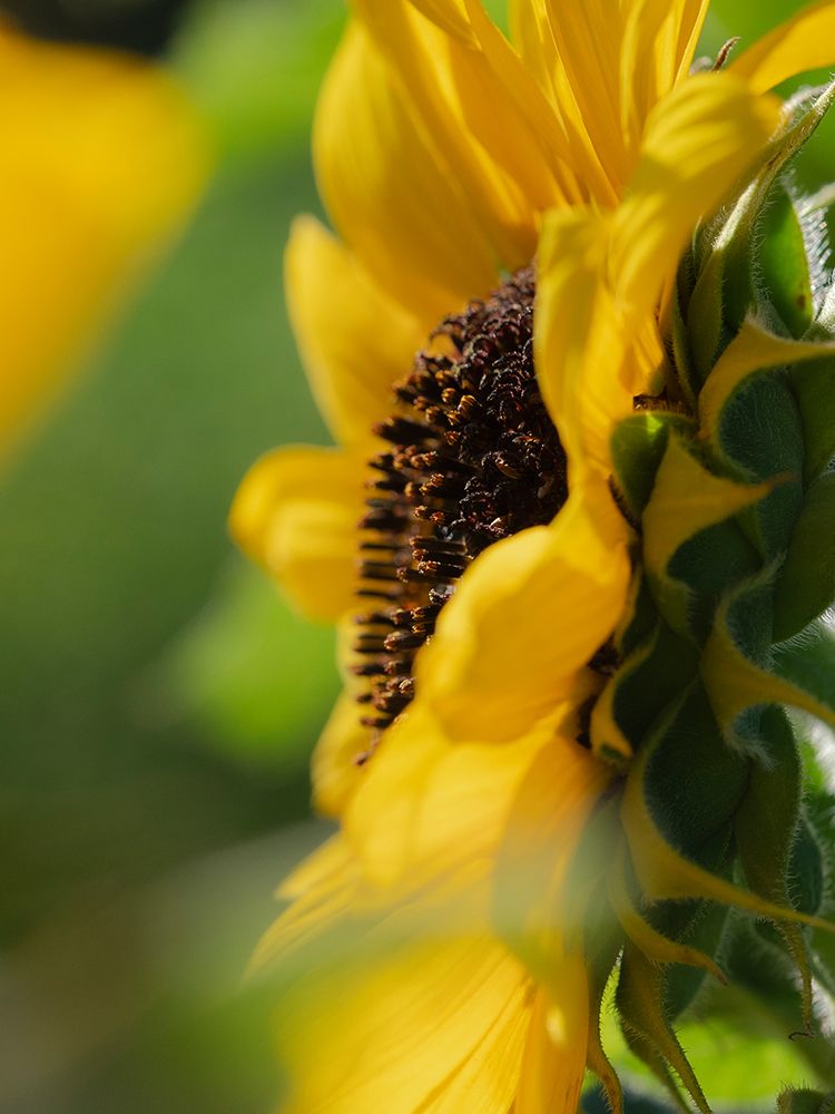 Common sunflower, summer garden, New Mexico art print by Maresa Pryor-Luzier for $57.95 CAD
