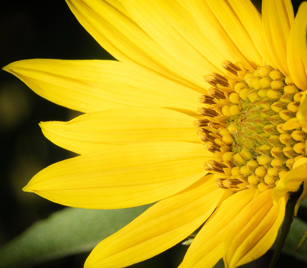 Blossom of the Maximillian sunflower, New Mexico art print by Maresa Pryor-Luzier for $57.95 CAD