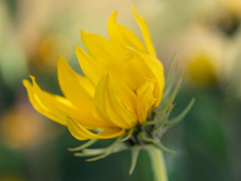 Blossom of the Maximillian sunflower, New Mexico art print by Maresa Pryor-Luzier for $57.95 CAD