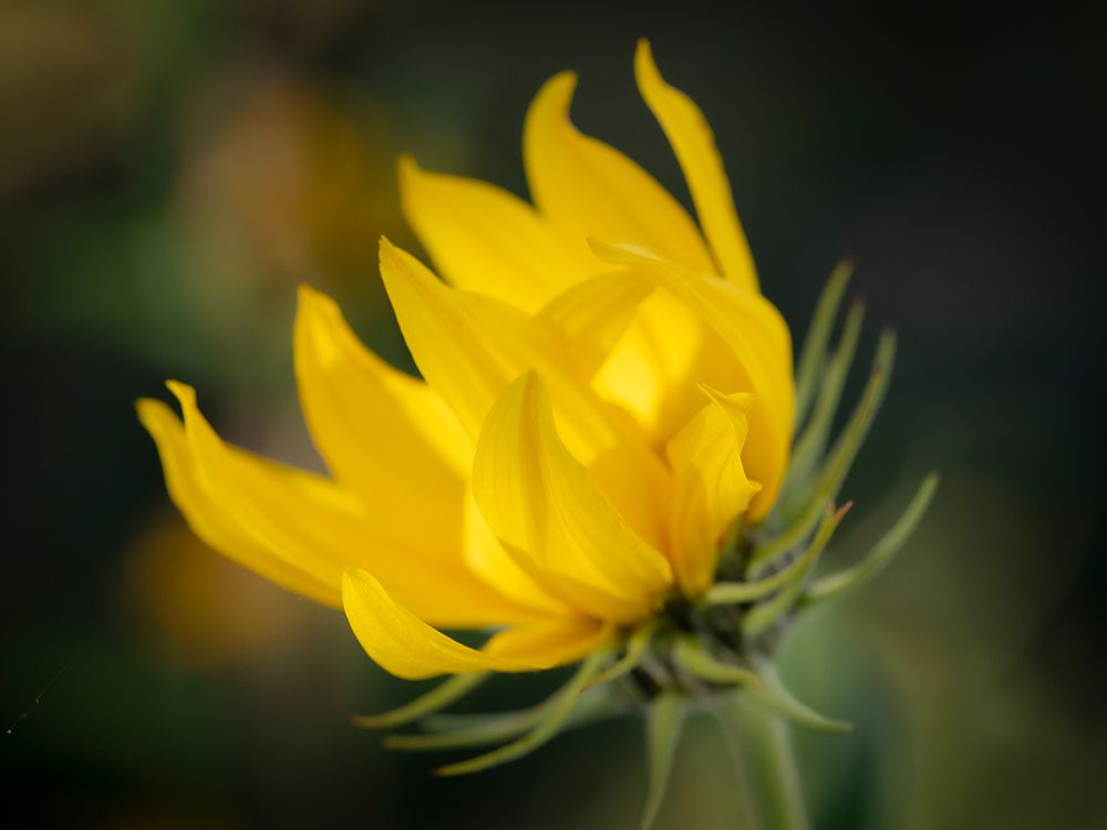 Blossom of the Maximillian sunflower, New Mexico art print by Maresa Pryor-Luzier for $57.95 CAD
