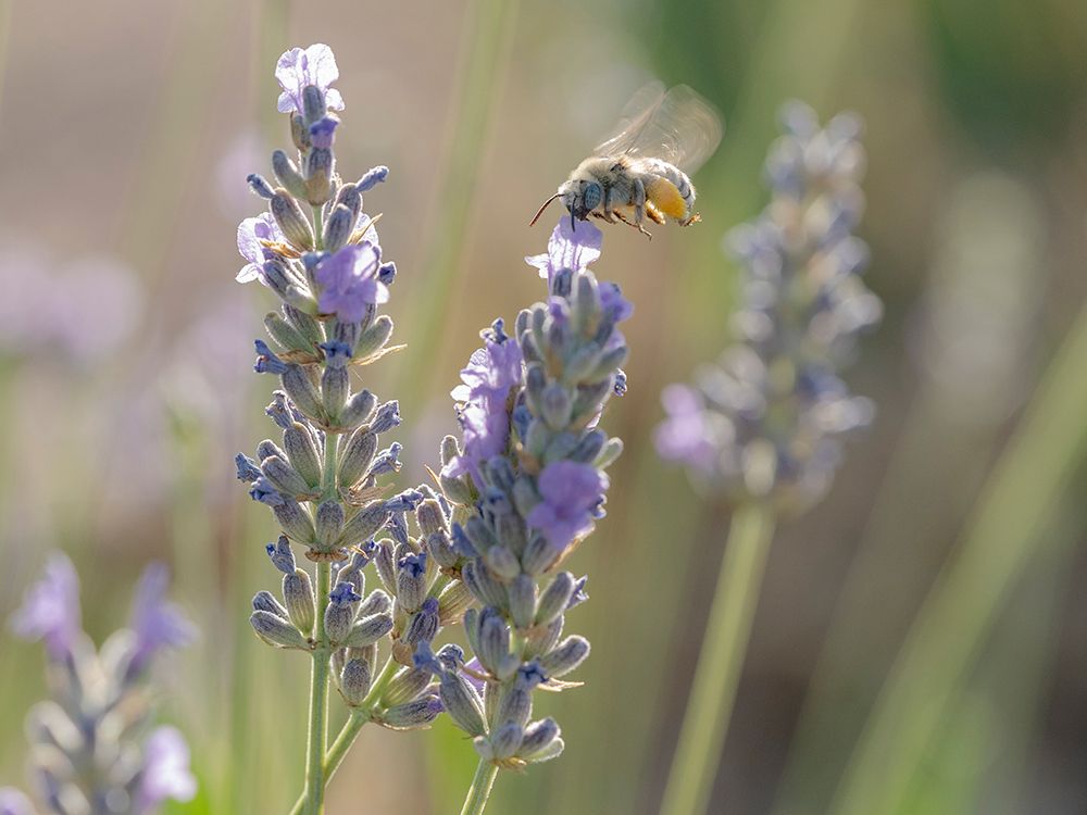Blue-eyed, digger, long-horned bee on lavender flowers, New Mexico art print by Maresa Pryor-Luzier for $57.95 CAD