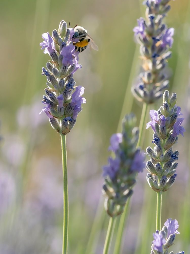 Blue-eyed, digger, long-horned bee on lavender flowers, New Mexico art print by Maresa Pryor-Luzier for $57.95 CAD