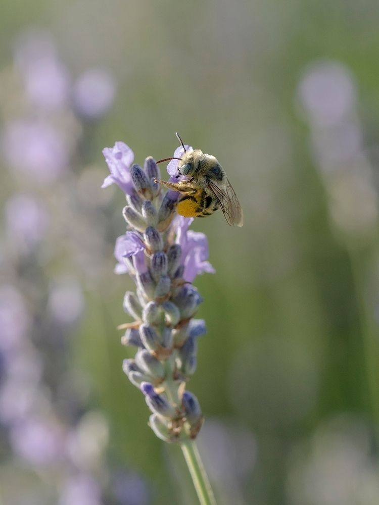 Blue-eyed, digger, long-horned bee on lavender flowers, New Mexico art print by Maresa Pryor-Luzier for $57.95 CAD