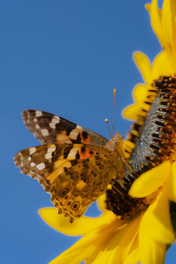 Painted lady butterfly on a sunflower. New Mexico. art print by Maresa Pryor-Luzier for $57.95 CAD