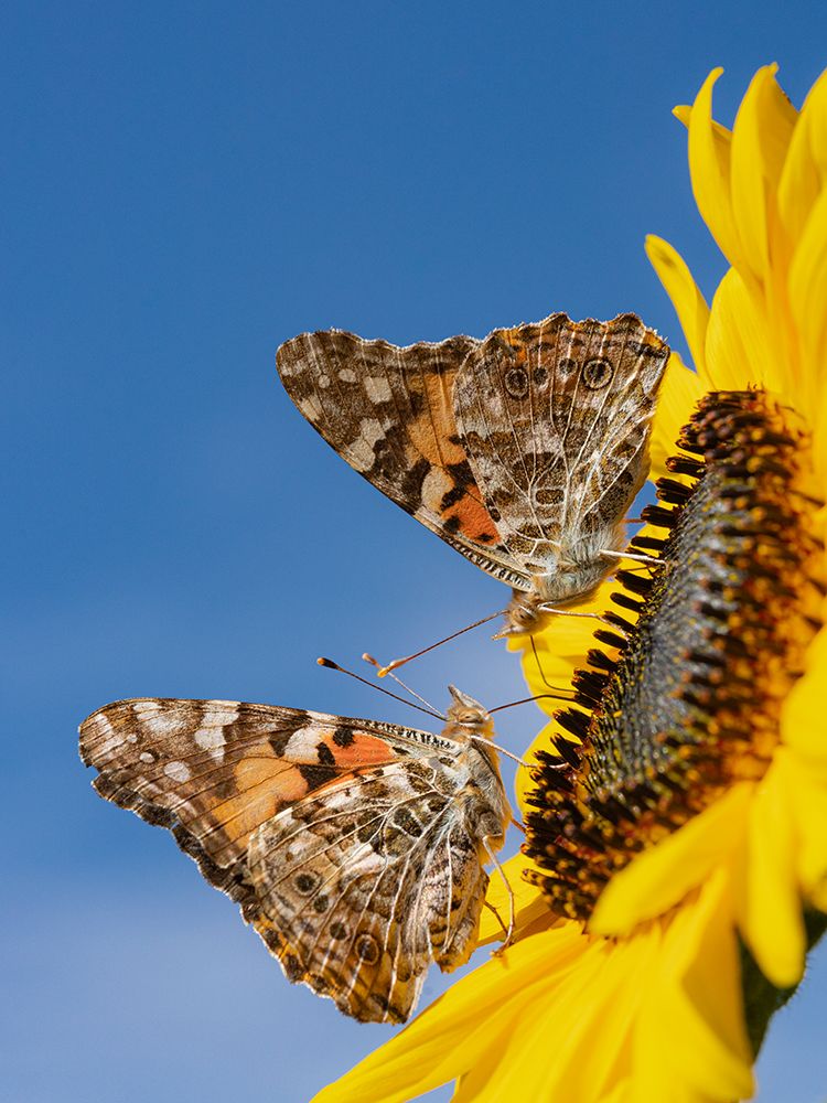 Painted lady butterflies on a sunflower. New Mexico. art print by Maresa Pryor-Luzier for $57.95 CAD