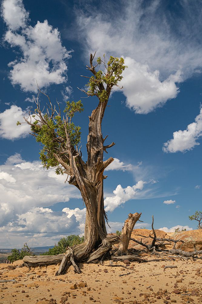 Stunted juniper tree on the bluffs of El Malpais National Monument, New Mexico art print by Maresa Pryor-Luzier for $57.95 CAD